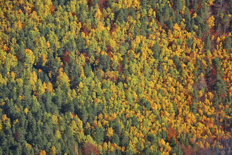 Spanien, Ordesa-Nationalpark, Nadelwald im Herbst, lizenzfreies Stockfoto