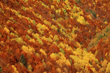 Spanien, Ordesa-Nationalpark, Nadelwald im Herbst - DSGF000475