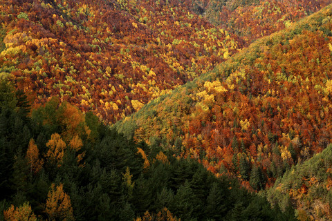 Spanien, Ordesa-Nationalpark, Nadelwald im Herbst, lizenzfreies Stockfoto