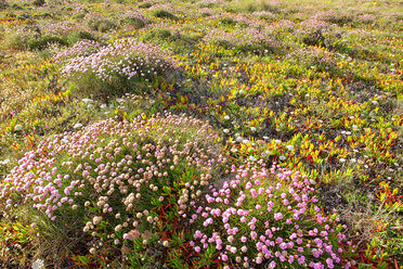 Portugal, Bordeira Strand, Armeria Blumen - DSGF000382