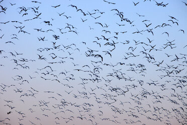 Spain, Flock of birds against clear sky - DSGF000543