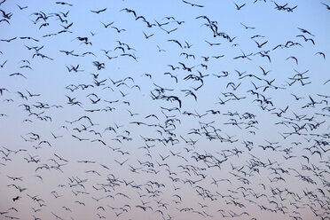 Spanien, Vogelschwarm gegen klaren Himmel - DSGF000543