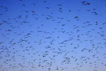 Spain, Flock of birds against clear sky - DSGF000544