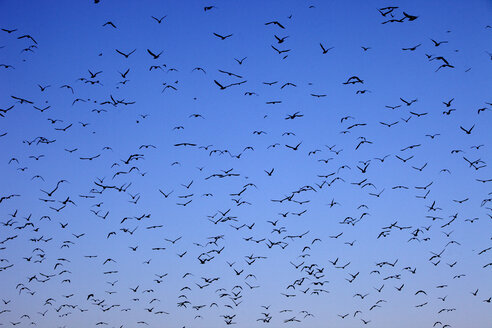 Spanien, Vogelschwarm gegen klaren Himmel - DSGF000544