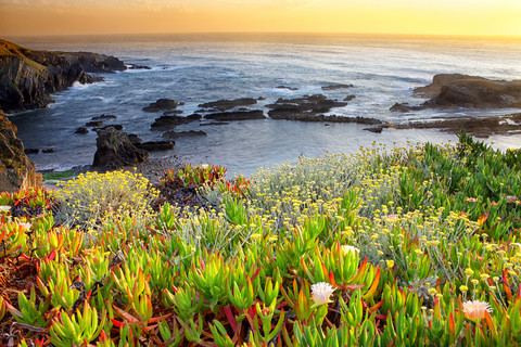 Portugal, Alentejo, Blumen in Lapa das Pombas, lizenzfreies Stockfoto