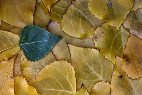 Polare Blätter im Herbst, lizenzfreies Stockfoto