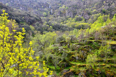 Spain, Salamanca,,Aldeadavila de la Ribera Spring at a gorge in the Arribes del Duero - DSGF000559