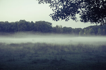 Germany, Saxony, Moritzburg, game preserve in the morning mist, red deer - MJ001365