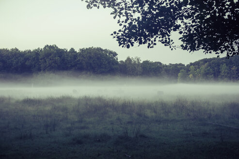 Deutschland, Sachsen, Moritzburg, Wildgehege im Morgennebel, Rotwild - MJ001365