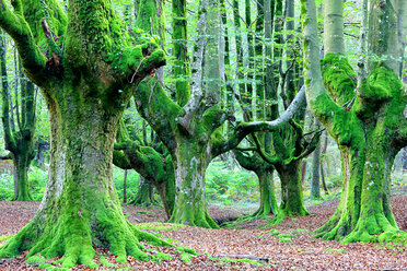 Spanien, Naturpark Gorbea, Buchenwald - DSGF000593