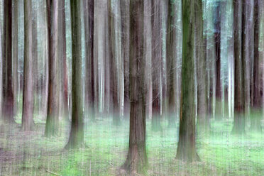 Spanien, Naturpark Gorbea, Buchenwald - DSGF000594