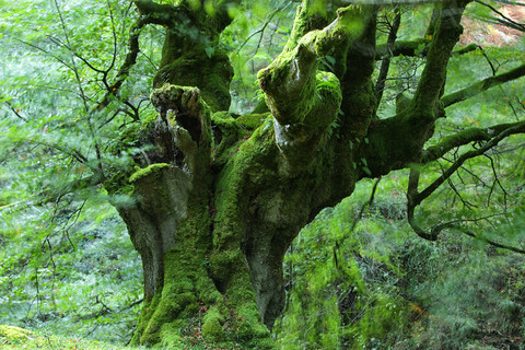 Spanien, Naturpark Gorbea, Buchenwald, lizenzfreies Stockfoto
