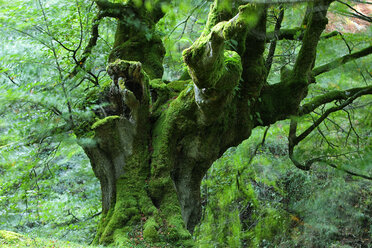 Spain, Gorbea Natural Park, Beech forest - DSGF000595