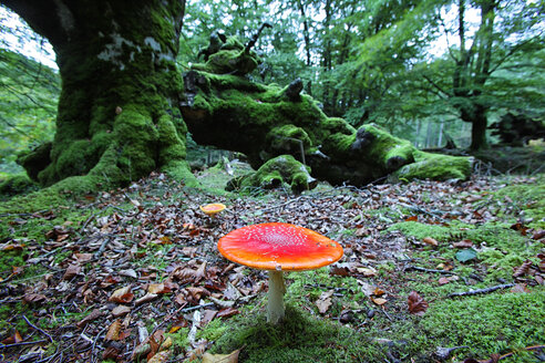 Spanien, Naturpark Gorbea, Fliegenpilz im Buchenwald - DSGF000596