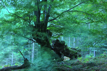 Spain, Gorbea Natural Park, Beech forest - DSGF000597