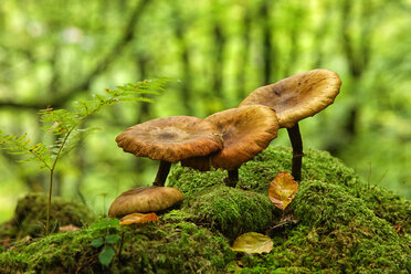 Spain, Gorbea Natural Park, Mushrooms growing in beech forest - DSGF000598