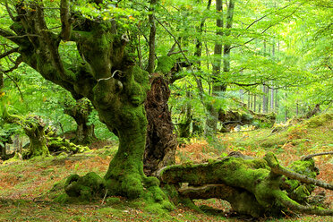 Spanien, Naturpark Gorbea, Buchenwald - DSGF000599