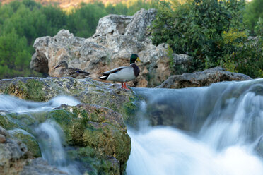 Spanien, Albacete, Lagunas de Ruidera, Wasserfälle des Flusses Guadiana - DSGF000634