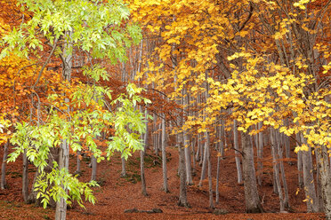 Spanien, Zaragoza, Autmn im Naturpark Dehesa del Moncayo - DSGF000604