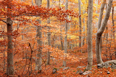 Spanien, Zaragoza, Autmn im Naturpark Dehesa del Moncayo - DSGF000605