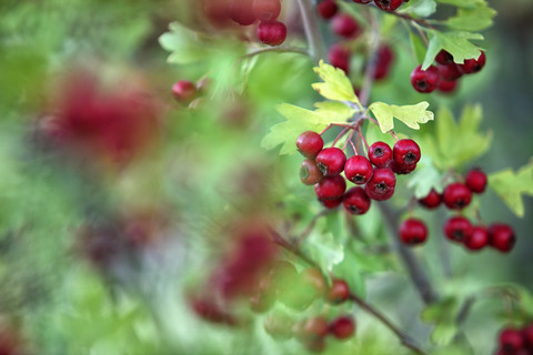 Nahaufnahme von roten Weißdornbeeren, Crataegus monogyma, lizenzfreies Stockfoto