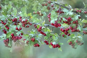 Close up of red hawthorn berries, Crataegus monogyma - DSGF000651