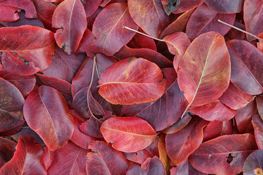 Red pear leaves - DSGF000636