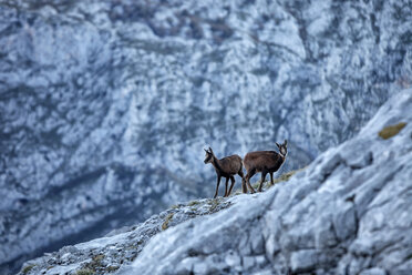 Spanien, Kantabrien, Kantabrische Gämse, Rupicapra pyrenaica parva, im Gebirge - DSGF000504