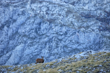 Spanien, Kantabrien, Kantabrische Gämse, Rupicapra pyrenaica parva, im Gebirge - DSGF000509