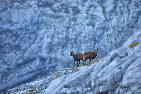 Spanien, Kantabrien, Kantabrische Gämse, Rupicapra pyrenaica parva, im Gebirge - DSGF000516