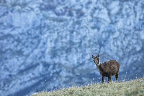 Spain, Cantabria, Cantabrian chamois, Rupicapra pyrenaica parva, in mountains - DSGF000521