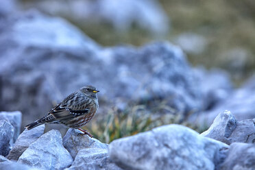 Alpenbraunelle, Prunella collaris, auf einem Stein sitzend - DSGF000522