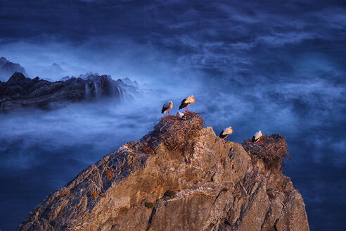 Portugal, Kap Sardao, Nistende Störche auf Felsen - DSGF000706