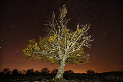 Spanien, Naturpark Urbasa-Andia, Baum unter Sternenhimmel bei Nacht - DSGF000691