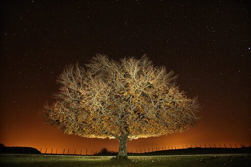 Spanien, Naturpark Urbasa-Andia, Baum unter Sternenhimmel bei Nacht - DSGF000693