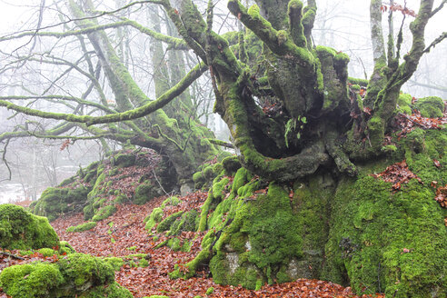 Spanien, Naturpark Urbasa-Andia, Moosbewachsene Bäume - DSGF000678