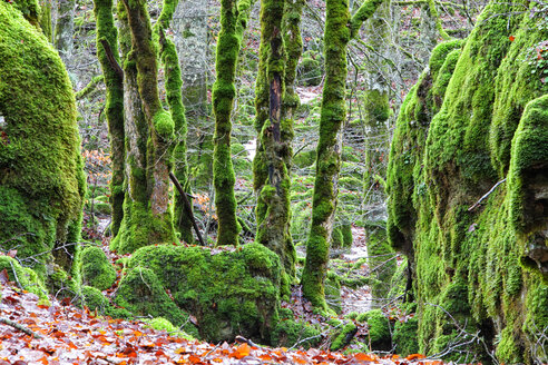 Spanien, Naturpark Urbasa-Andia, Moosbewachsene Bäume - DSGF000679