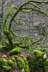 Spain, Urbasa-Andia Natural Park, Moss grown trees - DSGF000681