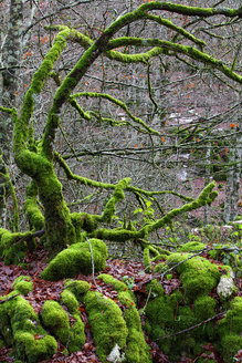 Spanien, Naturpark Urbasa-Andia, Moosbewachsene Bäume - DSGF000681