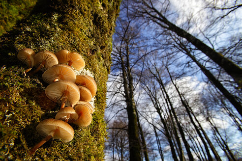 Spanien, Naturpark Urbasa-Andia, Saprophytenpilze auf Baumstamm - DSGF000696