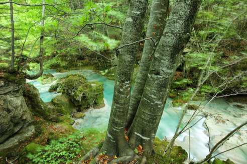 Spanien, Naturpark Urbasa y Andia, Fluss Urederra fließt zwischen Bäumen - DSGF000620
