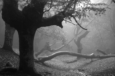 Spanien, Bäume im Naturpark Urkiola - DSGF000689