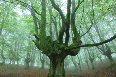 Spanien, Bäume im Naturpark Urkiola - DSGF000694
