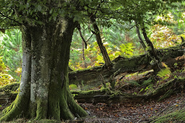 Spain, Trees at Urkiola Natural Park - DSGF000698