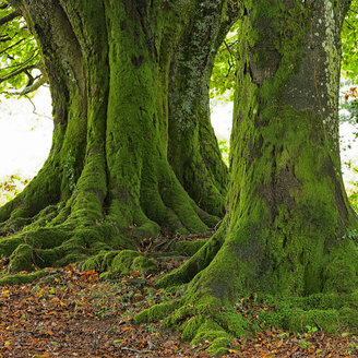 Spanien, Bäume im Naturpark Urkiola - DSGF000700