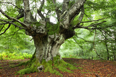 Spain, Trees at Urkiola Natural Park - DSGF000703