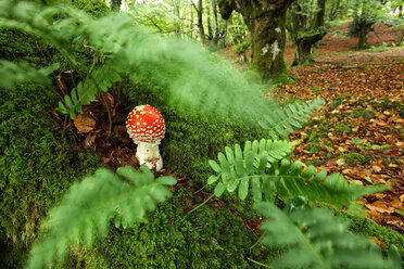 Spanien, Naturpark Urkiola, Fliegenpilz unter Farnen - DSGF000709