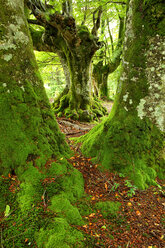 Spain, Trees at Urkiola Natural Park - DSGF000710