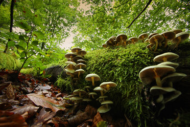 Spanien, Naturpark Urkiola, Pilze auf Baumstamm - DSGF000713