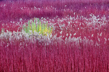 Spain, Cuenca, Wicker cultivation in Canamares in autumn - DSGF000610